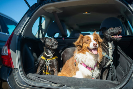 Road Trip with a Dog: Essential Tips for a Fun and Safe Journey