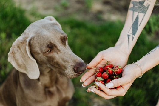 Can Dogs Eat Strawberries?