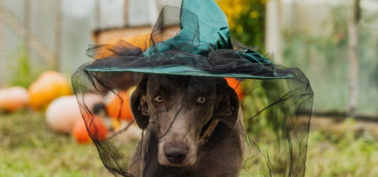 Safe Halloween Tricks for Dogs