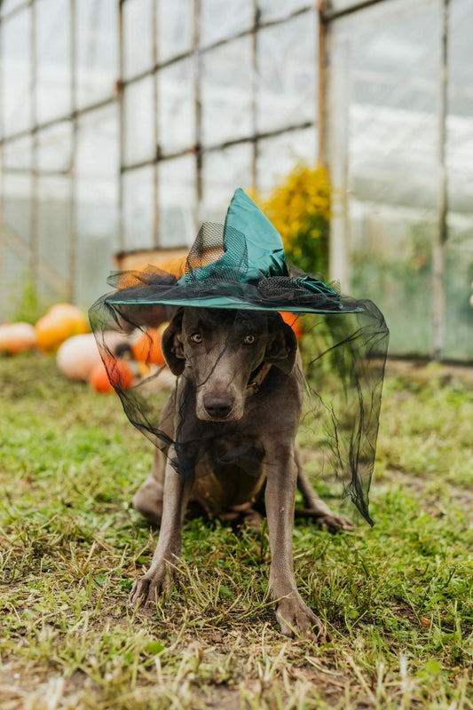 Halloween Safety Tips for Dogs and Cats: Keeping Them Happy and Safe