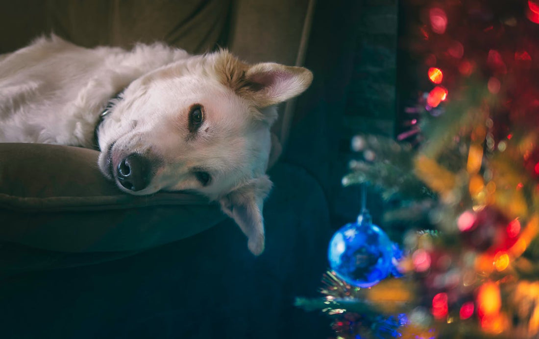 The Best Christmas Markets in the Netherlands to Visit with Your Dog