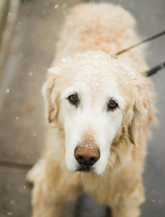 How to Go for Long Walks with Your Dog in Winter: Essential Tips for Cold Weather Exercise