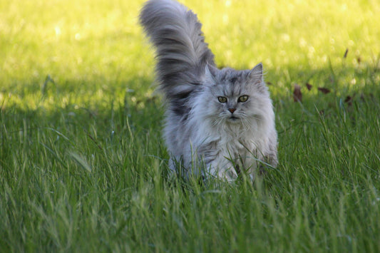 Outdoor Cat: When is it Safe to Let Your Cat Go Outside?