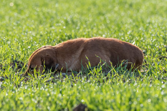 Dogs and Grass Seeds