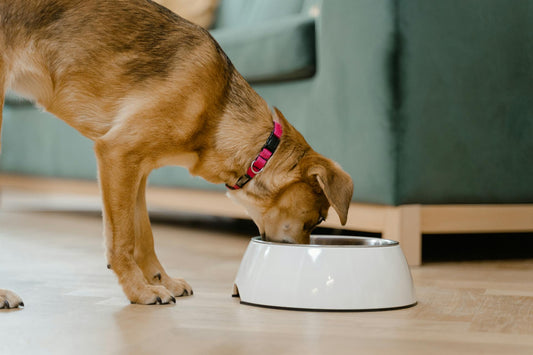 Why Proper Nutrition is Key for Your Dog