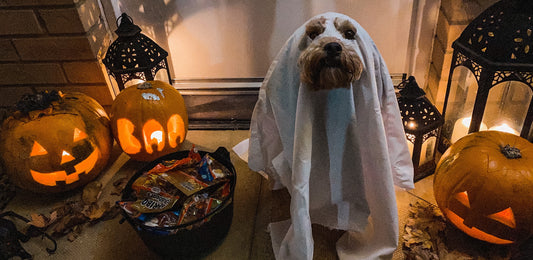 Halloween Treats for Dogs: Precautions and Safety Tips