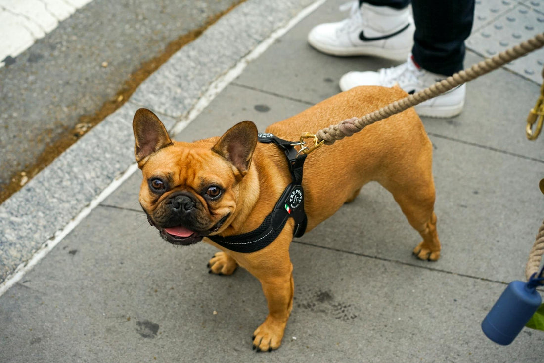 Signs of Allergy in French Bulldogs: Recognizing Symptoms and Solutions French