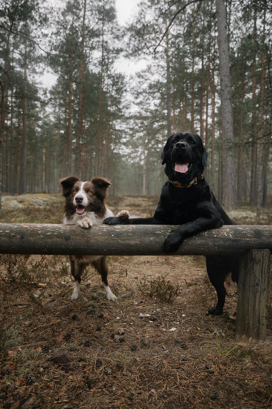 Preparing Your Dogs and Cats for Seasonal Allergies in Fall