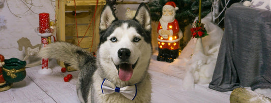 Celebrating Christmas with Your Dog