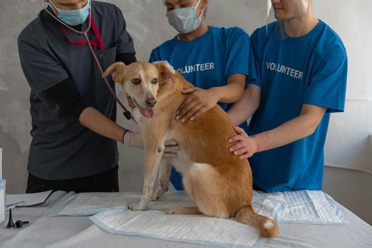 Dogs Pretend to Be Sick to Get More Attention from Owners