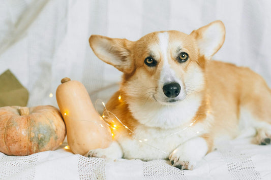 Seasonal Treats: Homemade Fall-inspired Recipes for Dogs and Cats