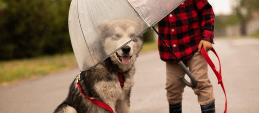 Training your dog to use a Pet Umbrella