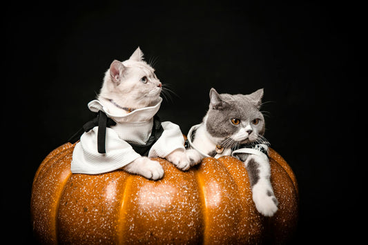 Halloween Pet Costume Contest: How to Enter and Win