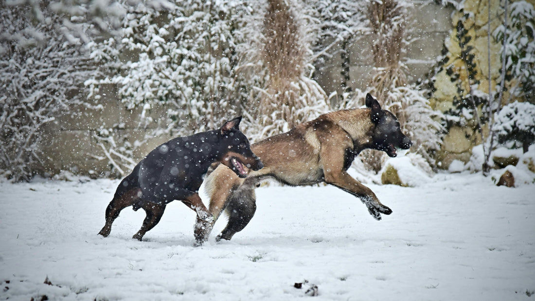 The Joys of Walking Your Dog on Snowy Days