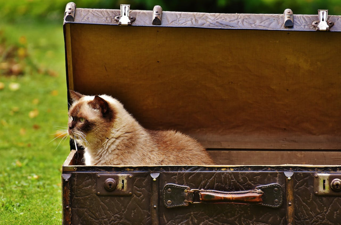 Tips on How to Travel by Plane with your Cat