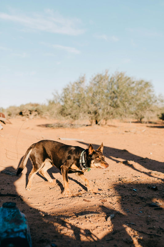 Keeping Your Dog Active in the Heat