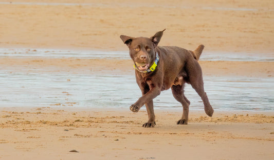 Teaching Your Dog to Play Fetch: Tips for Bringing the Ball Back