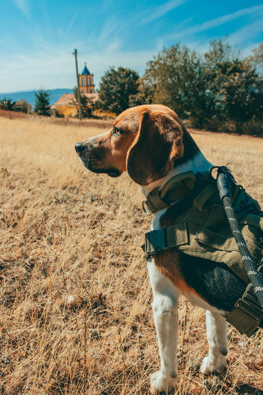 The Best Dog and Cat Breeds for Fall Outdoor Adventures