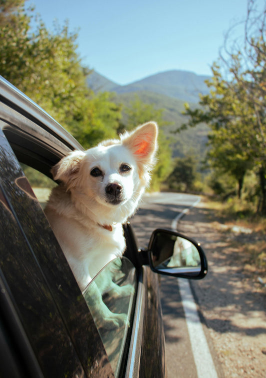 Road Trip Tips for Traveling with Dogs and Cats This Fall