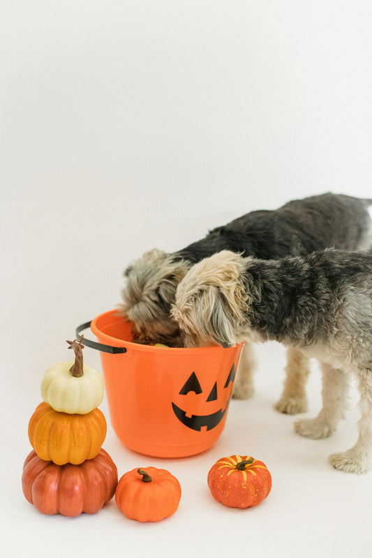 Hosting a Pet-Friendly Halloween Party: Tips and Tricks