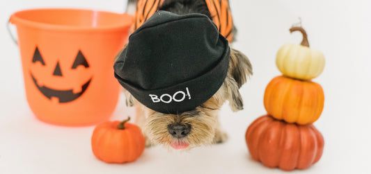 Choosing the Right Halloween Treats for Your Dog