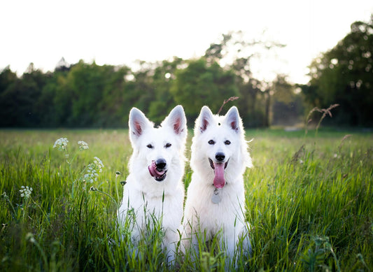 My Dog Eats Grass: What to Do About It?