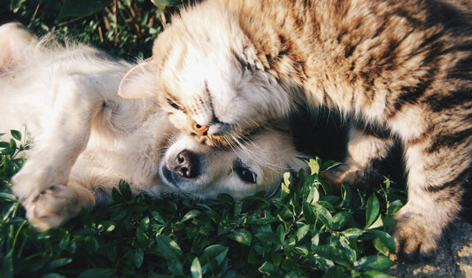 Introducing a Cat to a House with Dogs: Essential Tips for a Smooth Transition