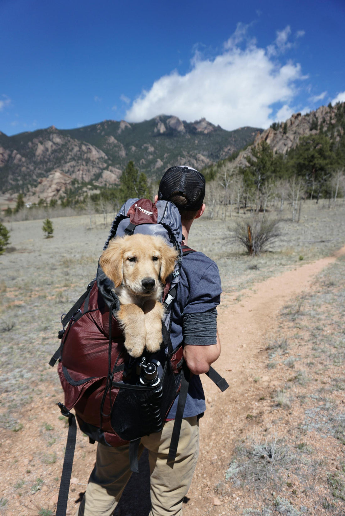 Training a Dog in a Dog Carrier: Tips and Tricks