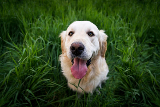 Dogs with Higher Chance of Developing Hay Fever