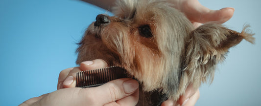 Why Grooming Is Essential for Your Dog