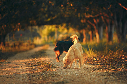 Preparing Your Dog and Cat for Fall: Tips for a Smooth Transition