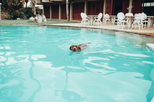 Can Dogs Go in the Swimming Pool? Essential Tips for Pet Safety and Enjoyment