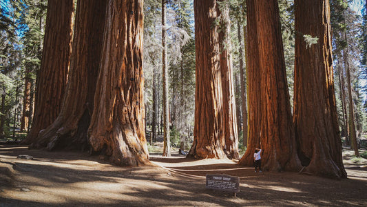 Exploring Mariposa Grove with Your Dog