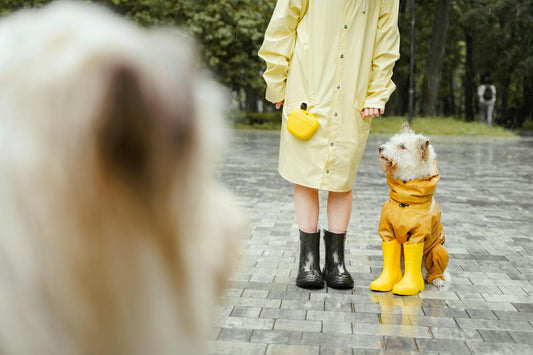 Should I Still Walk My Dog in the Rain?