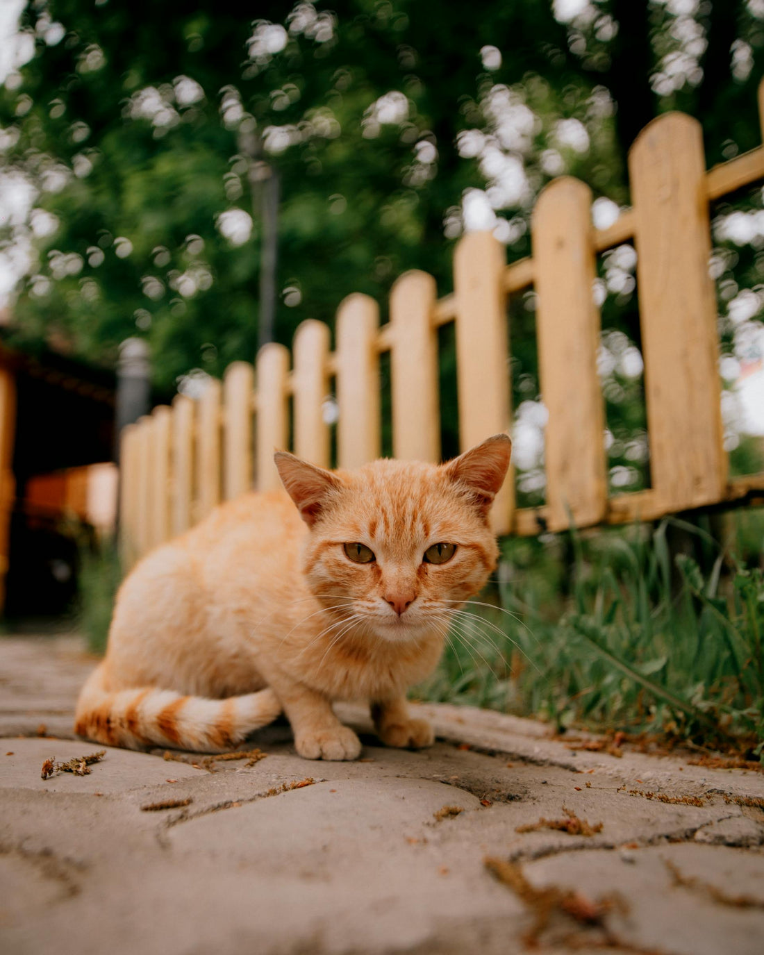 Can Cats Get Hayfever?