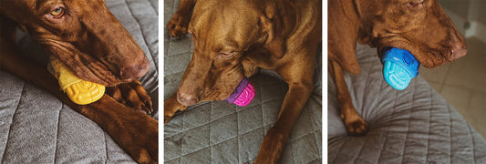 A Guide to Dog Toys and Safety