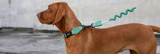 zee.dog collar measure size dog neck