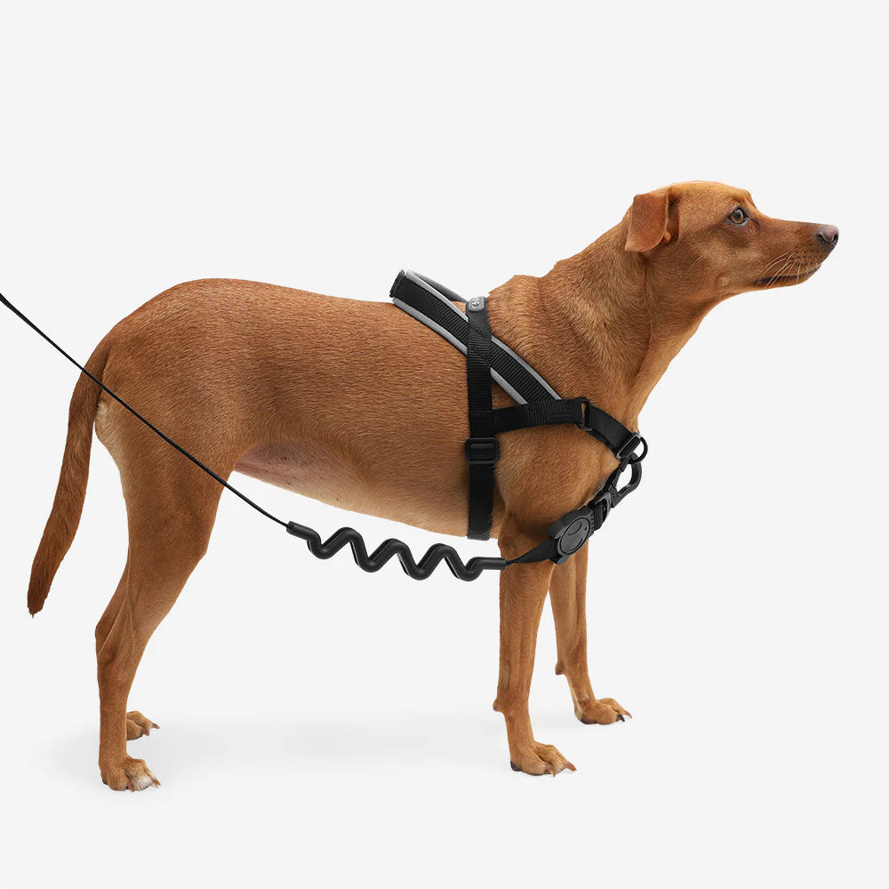 SofterWalk Harness GOTHAM