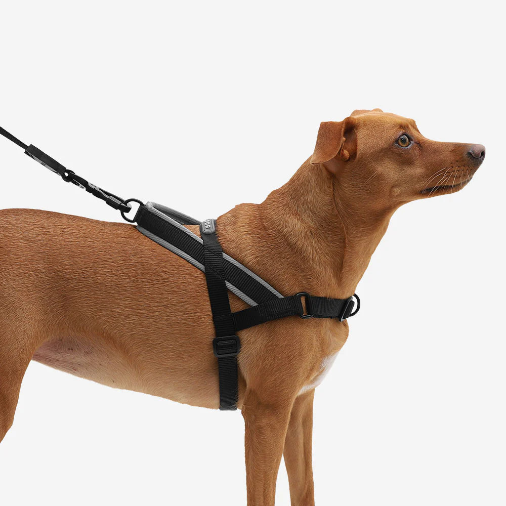 SofterWalk Harness GOTHAM